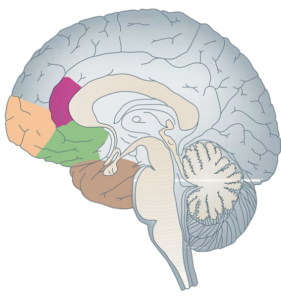 Hersengebieden executieve functies